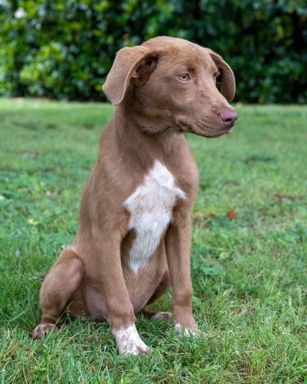 PUPPY MILES Image