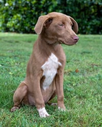PUPPY MILES - Photo 1