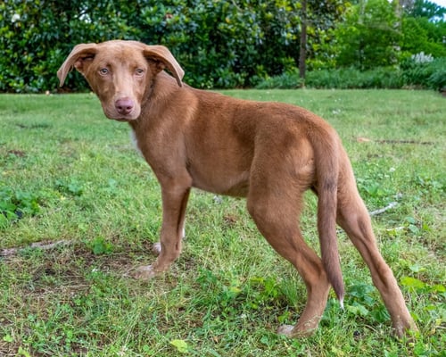 PUPPY MILES - Labrador Retriever / Australian Shepherd available for adoption