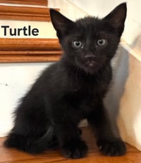 KITTEN TURTLE - Photo 1