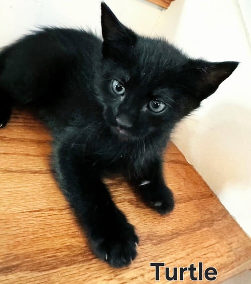 KITTEN TURTLE - Domestic Short Hair available for adoption