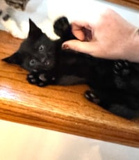 KITTEN TURTLE - Photo 3