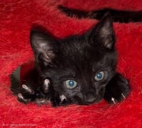 KITTEN TURTLE - Photo 4