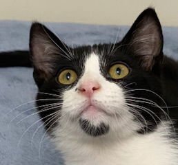 KITTEN FORREST - Domestic Short Hair available for adoption