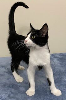 KITTEN FORREST - Photo 3