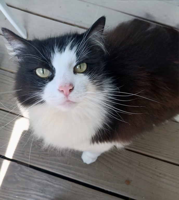 HUNTER THE BOBTAIL Image