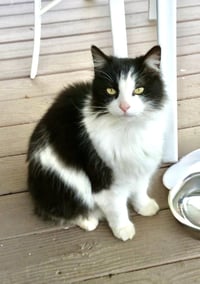 HUNTER THE BOBTAIL - Photo 3