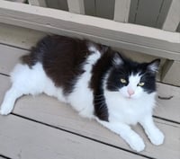 HUNTER THE BOBTAIL - Photo 4