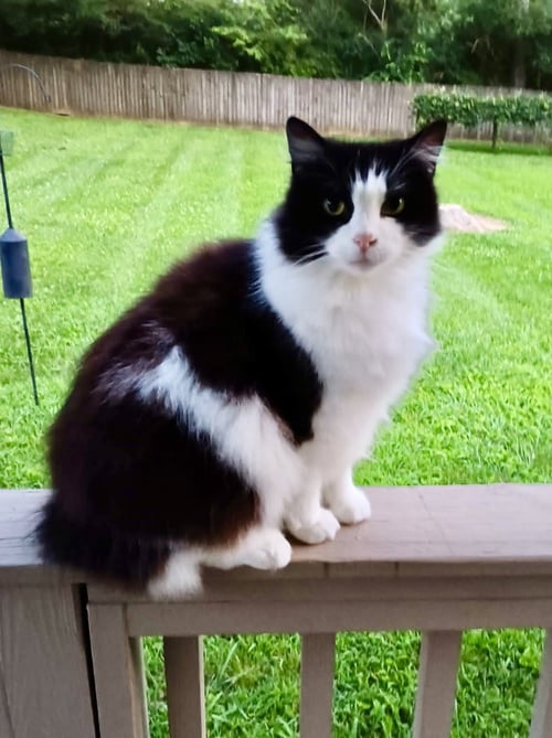 HUNTER THE BOBTAIL - Bobtail available for adoption
