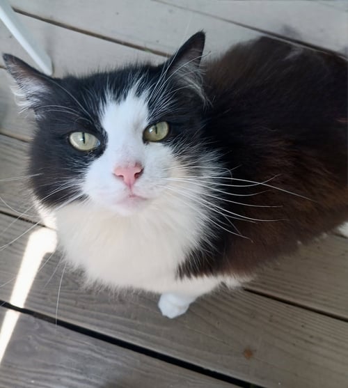 HUNTER THE BOBTAIL - Bobtail available for adoption