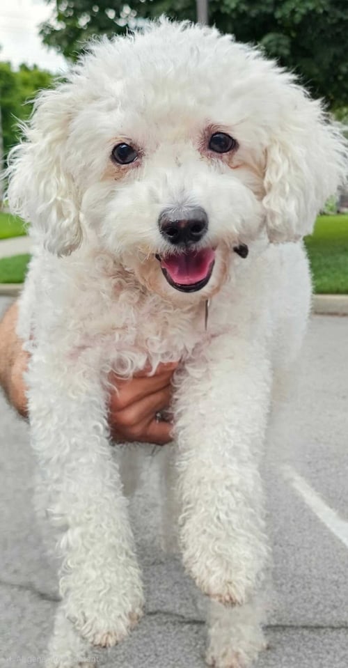 BO