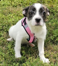 PUPPY GINGER - Photo 1