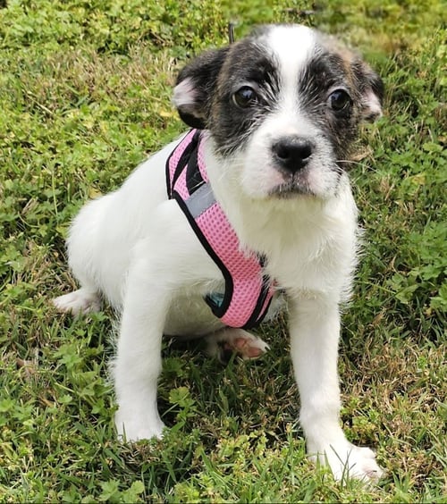 PUPPY GINGER - Boston Terrier available for adoption