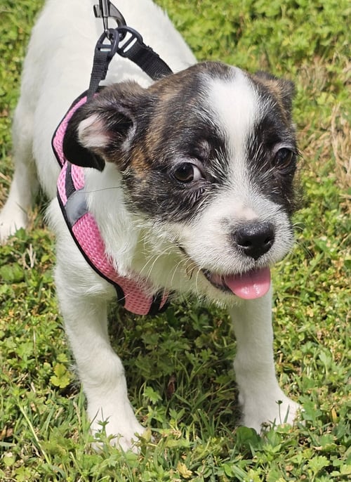 PUPPY GINGER - Boston Terrier available for adoption