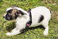 PUPPY GINGER - Photo 3