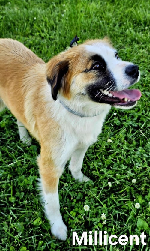 MAGNIFICENT MILLICENT - Australian Shepherd available for adoption