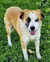MAGNIFICENT MILLICENT - Photo 3