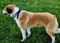MAGNIFICENT MILLICENT - Photo 4