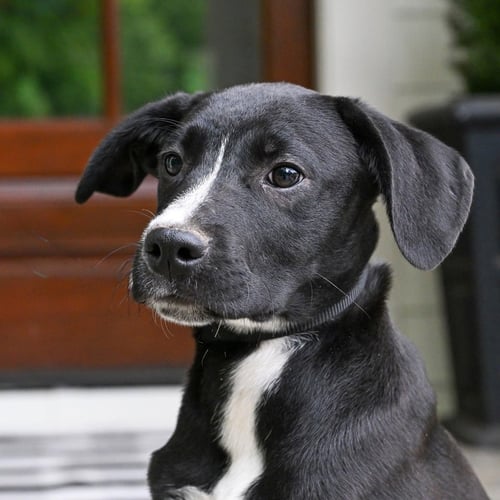 PUPPY BROCK