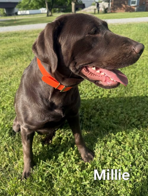 MILLIE - Chocolate Labrador Retriever available for adoption
