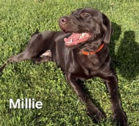 MILLIE - Photo 2