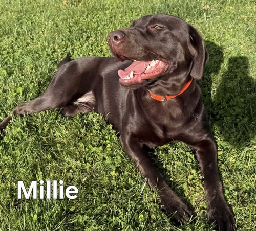 MILLIE - Chocolate Labrador Retriever available for adoption