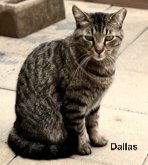 DALLAS Image