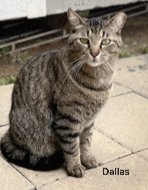 DALLAS - Tabby available for adoption