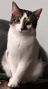 GOOSE - Photo 1