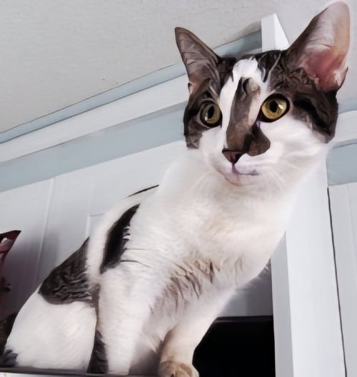 GOOSE - Domestic Short Hair available for adoption