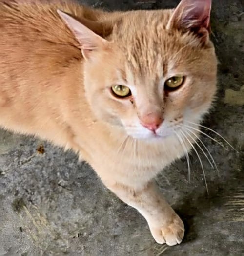 MARMALADE - Tabby available for adoption