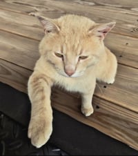MARMALADE - Photo 2