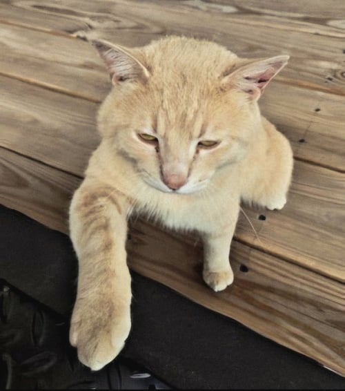 MARMALADE - Tabby available for adoption