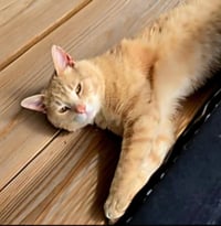 MARMALADE - Photo 3