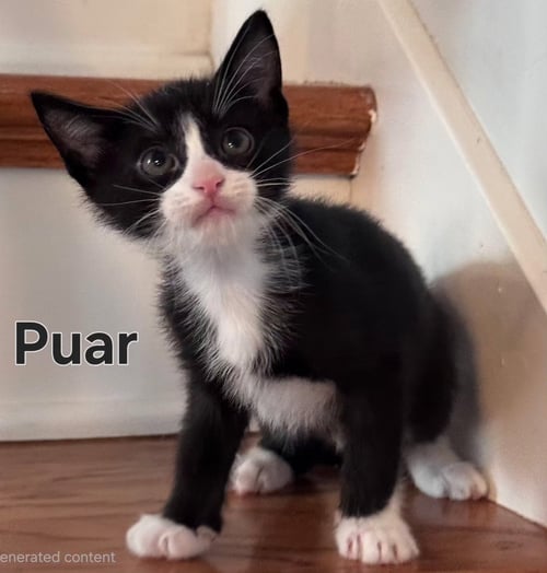 KITTEN PUAR - Tuxedo available for adoption
