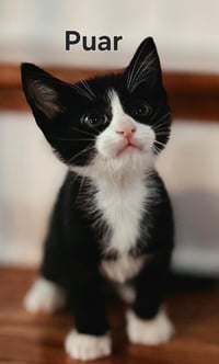 KITTEN PUAR - Photo 2