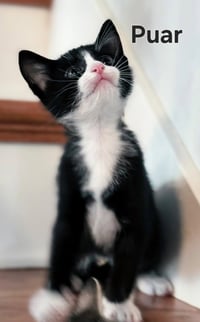 KITTEN PUAR - Photo 3