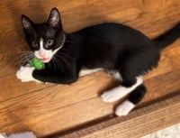 KITTEN PUAR - Photo 4