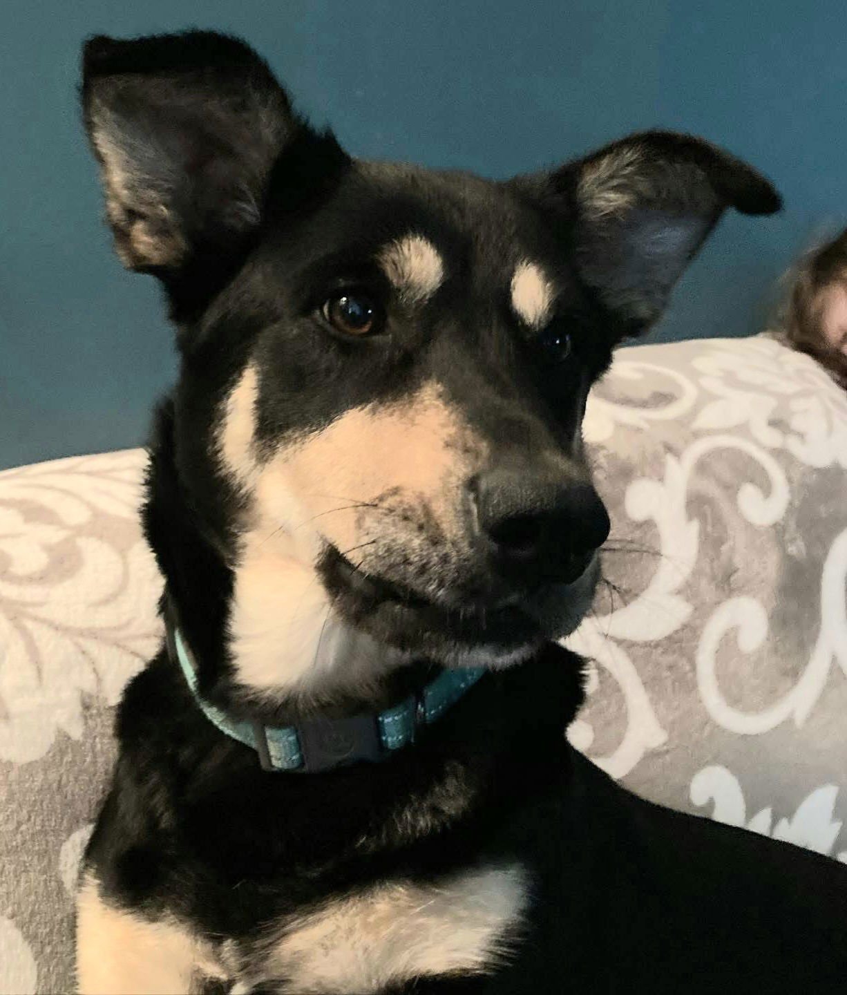 NALA  FAMILY DOG - Corgi available for adoption