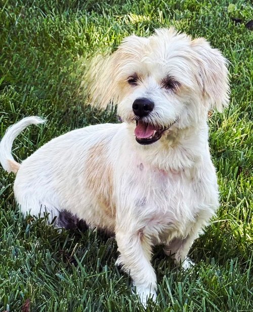 INDEPENDENT ELLA - Shih Tzu / Havanese available for adoption