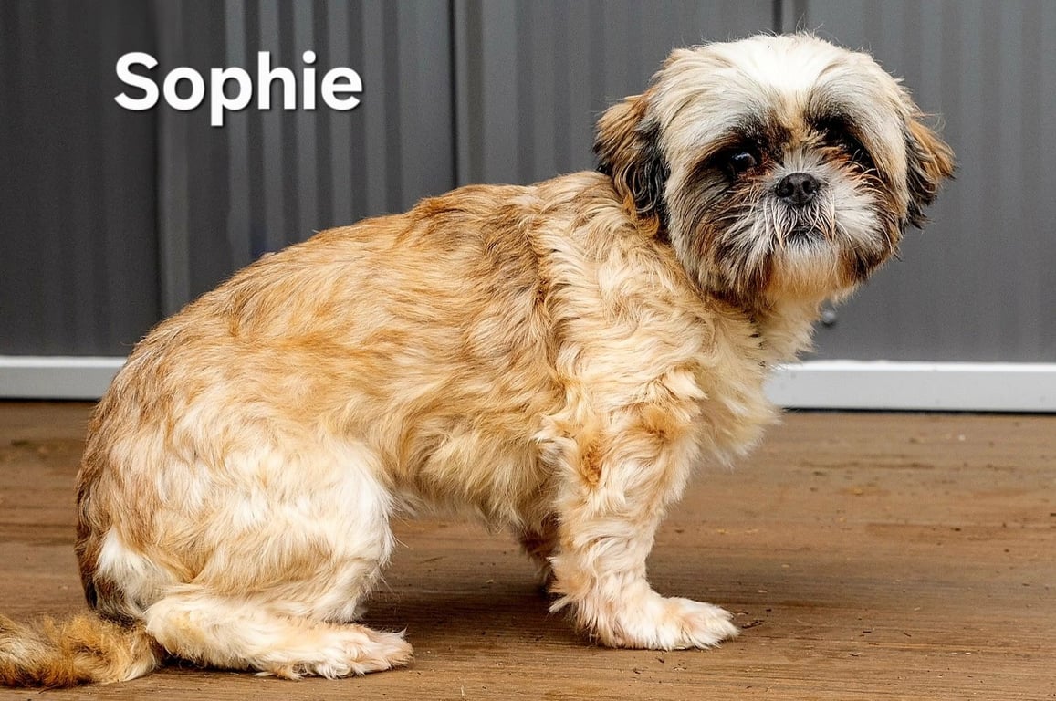 SOPHIE Image
