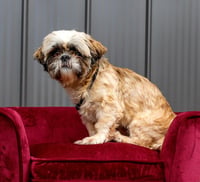 SOPHIE - Photo 2