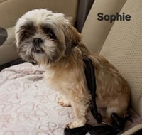 SOPHIE - Photo 3