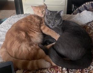 REMI AND SHELDON - Domestic Short Hair available for adoption