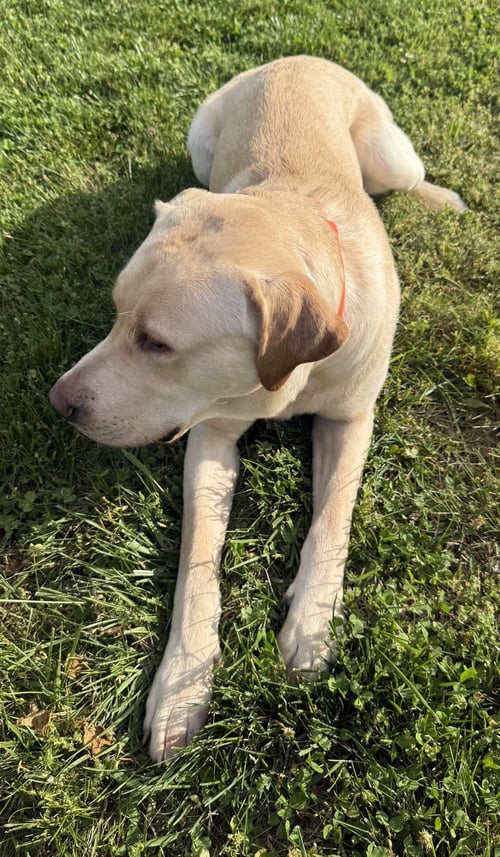 HANK THE TANK - Yellow Labrador Retriever available for adoption