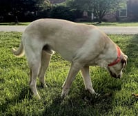 HANK THE TANK - Photo 3