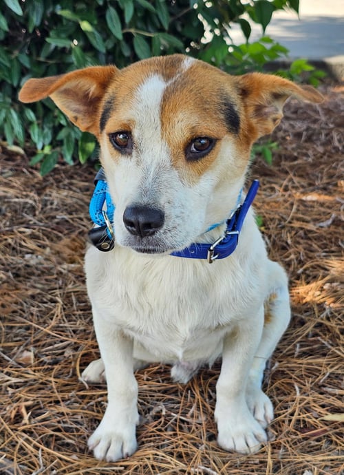 EDDIE - Corgi / Beagle available for adoption