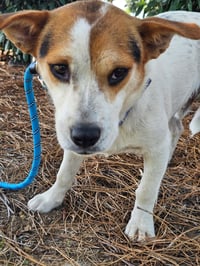 EDDIE - Photo 4