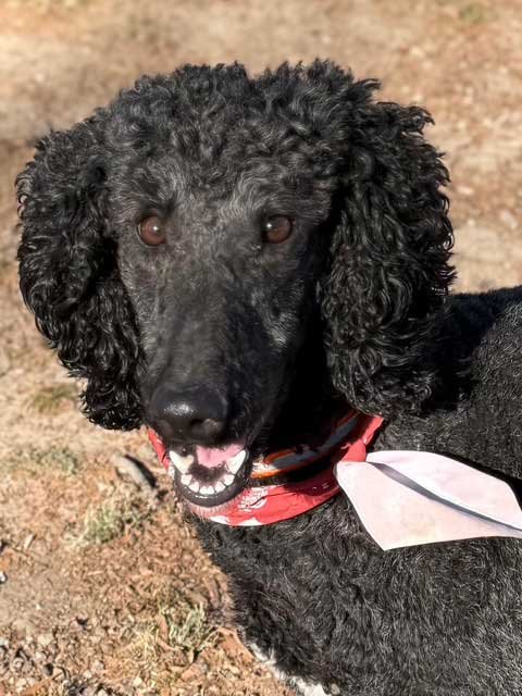 MESHELLE MABELLE - Photo 3