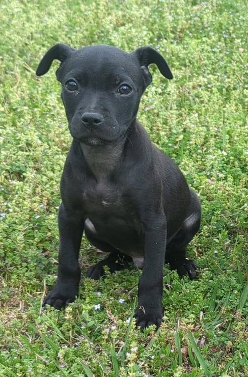 PUPPY SOLOMON Image